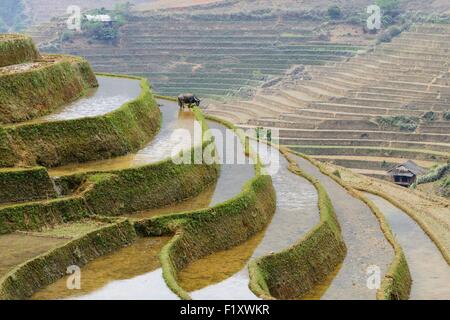 Vietnam, Yen Bai Provinz, Muc Cang Chai, Reis Verbundfolien in Terrasse Stockfoto