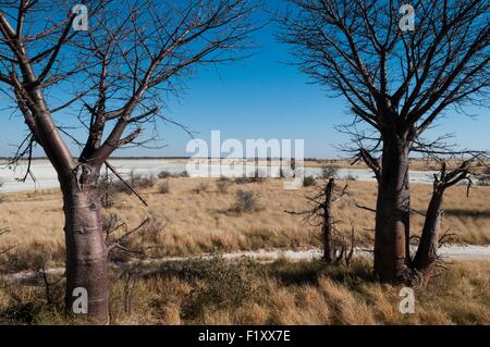 Botswana, Nxai Pan Nationalpark, Kudiakam Pan, Baines baobabs Stockfoto