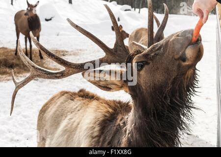 Kanada, Quebec, Outaouais, Wapiti Feedind vom Besucher-bus Stockfoto