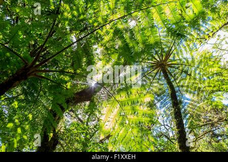 Costa Rica, Provinz Puntarenas, Monteverde Nebelwald, Reserva Biologica del Bosque (biologische Reserve des Nebelwaldes) Stockfoto