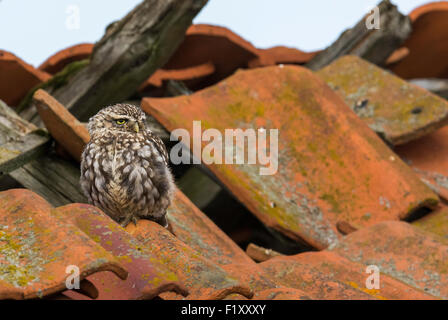 Kleine Eule (Athene noctua) auf einem alten Scheunendach in einem Norfolk-Hof, großbritannien Stockfoto