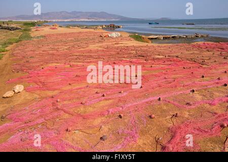 Marokko, Nador Lagune, Fischer Stockfoto