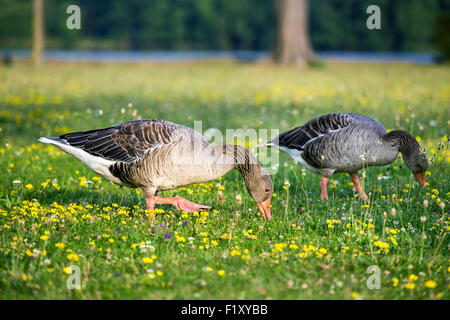 Divoké Kachny V Parku Barockschloss Moritzburg, Dresden, Freistaat Sachsen, Deutschland, Europa Stockfoto