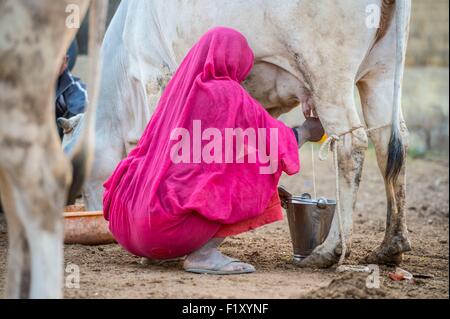 Indien, Rajasthan Zustand, Jaisalmer, Rinderfarm Stockfoto