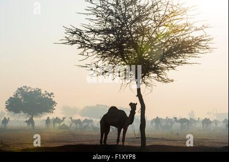 Indien, Rajasthan Zustand, Nagaur, Nagaur Viehmarkt ist die größte Messe ihrer Art im Land Stockfoto