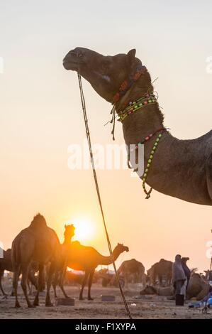 Indien, Rajasthan Zustand, Nagaur, Nagaur Viehmarkt ist die größte Messe ihrer Art im Land Stockfoto