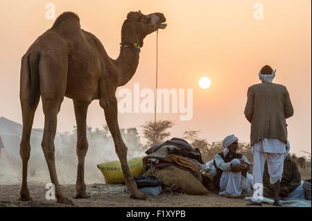 Indien, Rajasthan Zustand, Nagaur, Nagaur Viehmarkt ist die größte Messe ihrer Art im Land Stockfoto