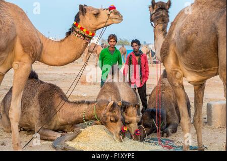 Indien, Rajasthan Zustand, Nagaur, Nagaur Viehmarkt ist die größte Messe ihrer Art im Land Stockfoto