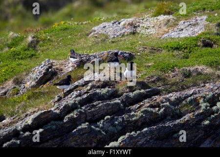 Eine Familie sitzt auf einer Klippe Vogel auf den Lofoten Austernfischer Stockfoto