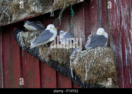 Nester der seltenen Dreizehenmöwen auf den Lofoten in Norwegen Stockfoto