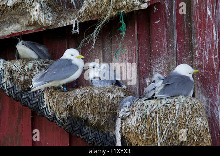 Nester der seltenen Dreizehenmöwen auf den Lofoten in Norwegen Stockfoto