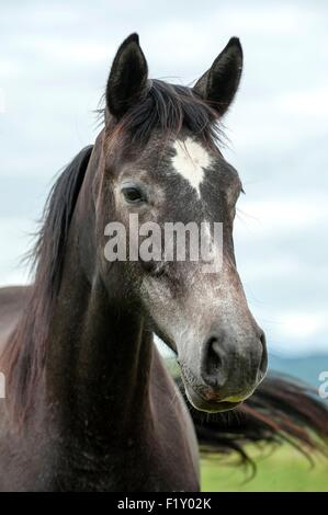 Ain, Frankreich, Portrait, Pferd (Equus Caballus), Erwachsene Stockfoto