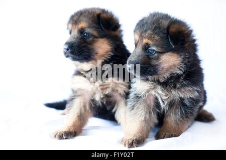 Frankreich, Ain, Hund (Canis Lupus Familiaris), Deutscher Schäferhund Welpen 1 Monat Delacquis Zucht Stockfoto