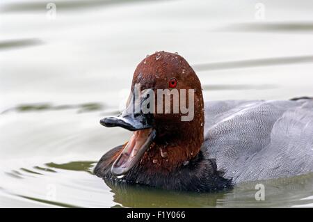 Gemeinsamen Tafelenten (Aythya 40-jähriger), portrait Stockfoto