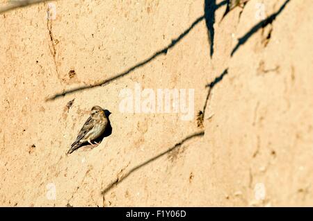 Frankreich, Rock Sparrow (Petronia Petronia) Stockfoto