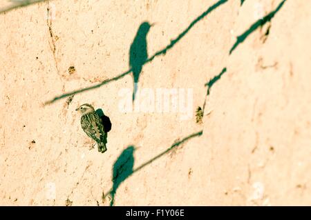 Frankreich, Rock Sparrow (Petronia Petronia), Bee Schatten Stockfoto