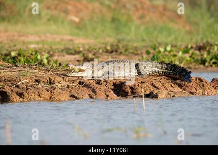 Thailand, siamesische Krokodil (Crocodylus Siamensis) Stockfoto