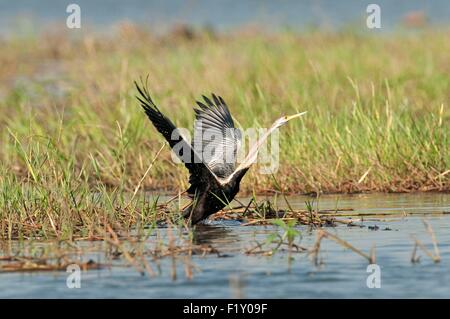 Thailand, Oriental-Darter (Anhinga Melanogaster) Abflug Stockfoto