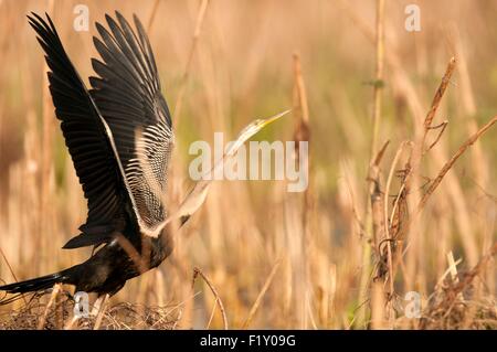 Thailand, Oriental-Darter (Anhinga Melanogaster) Abflug Stockfoto