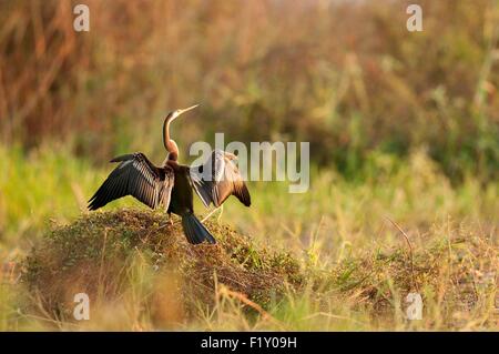 Thailand, Oriental-Darter (Anhinga Melanogaster) Stockfoto