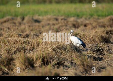 Thailand, asiatischer Openbill (Anastomus Oscitans) Stockfoto