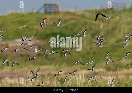 Rotschenkel (Tringa Totanus), Flug Stockfoto