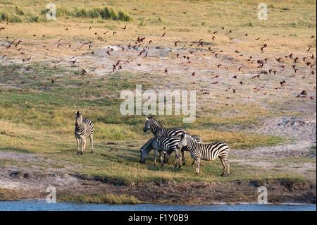 Botswana, Chobe National Park, Burchell Zebras (Equus Burchelli) Stockfoto