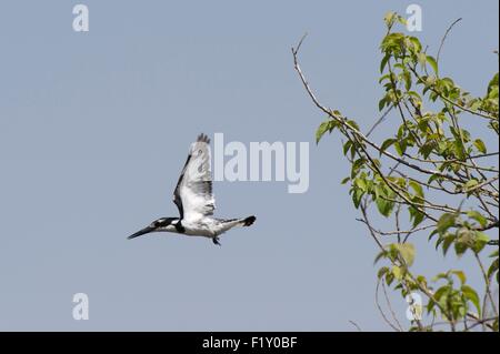 Botswana, Chobe National Park, Savuti Marsh, Pied Kingfisher (Ceryle Rudis) Stockfoto