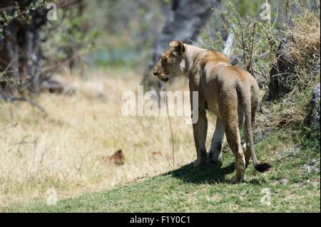 Botswana Okavango-Delta, Weltkulturerbe von UNESCO, Khwai-Konzession, Löwe (Panthera Leo) Stockfoto