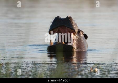 Botswana Okavango-Delta, Weltkulturerbe von UNESCO, Khwai-Konzession, Flusspferd (Hippopotamus Amphibius) Stockfoto