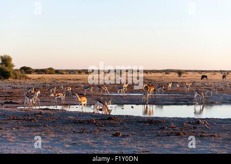 Botswana, Nxai Pan Nationalpark, Springbok (Antidorcas Marsupialis) am Wasserloch Stockfoto