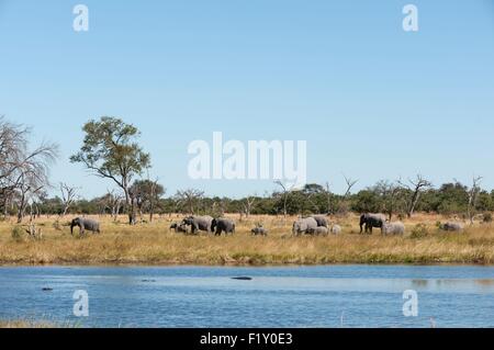 Botswana Okavango-Delta, Weltkulturerbe von UNESCO, Khwai-Konzession, Afrikanischer Elefant (Loxodonta Africana) Stockfoto