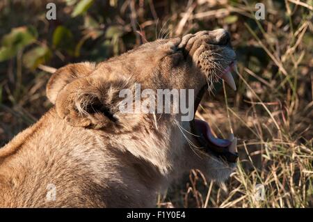 Botswana Okavango-Delta, Weltkulturerbe von UNESCO, Khwai-Konzession, Löwe (Panthera Leo) Stockfoto