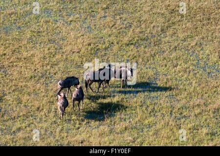 Botswana, Okavango Delta, als Weltkulturerbe der UNESCO, Luftaufnahme, Gnus (Connochaetes Taurinus) aufgeführt (Luftbild) Stockfoto