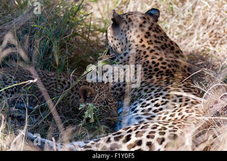 Südafrika, Mala Mala Game Reserve, Leopard (Panthera Pardus) Stockfoto