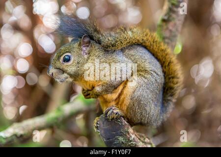 Costa Rica Alajuela Provinz, Poas Volcano National Park, Eichhörnchen Stockfoto