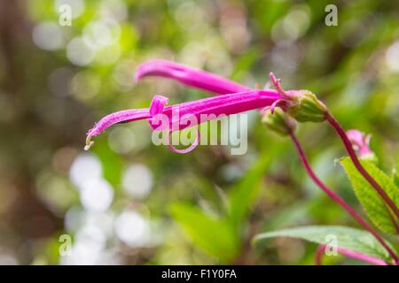 Costa Rica Alajuela Provinz, Poas Volcano National Park, tropische Blume Stockfoto