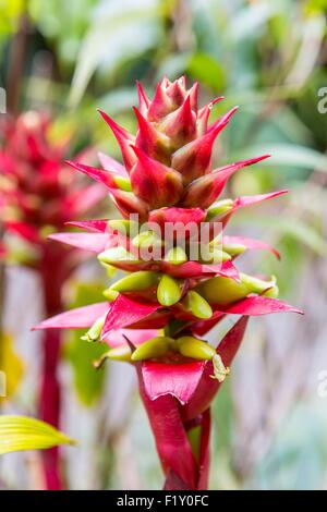 Costa Rica Alajuela Provinz, Poas Volcano National Park, tropische Blume Stockfoto