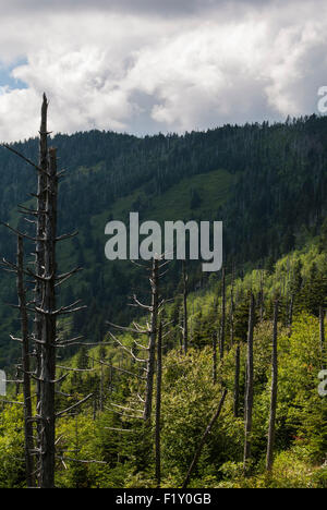 Bäume am Clingmans Dome, Great Smoky Mountains National Park, Tennessee Stockfoto