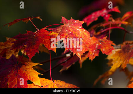 Herbst Bild mit vielen feinen Farbe aus Schweden Stockfoto