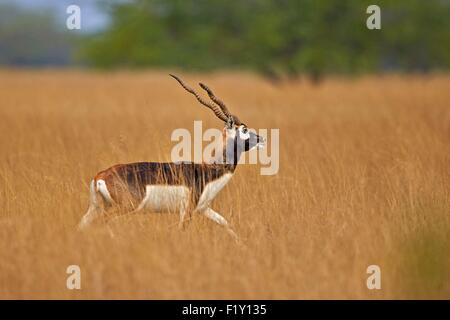 Indien, Gujarat state, Blackbuck Nationalpark, Blackbuck (magische Cervicapra), Männlich Stockfoto