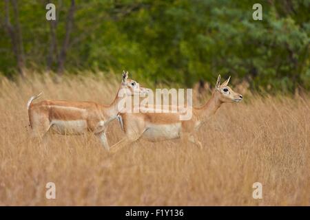 Indien, Gujarat state, Blackbuck Nationalpark, Blackbuck (magische Cervicapra), Weiblich Stockfoto