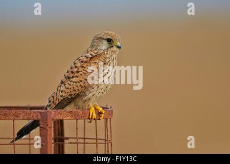 Indien, Bundesstaat Gujarat, Blackbuck Nationalpark, Turmfalken (Falco Tinnunculus), auch bekannt als die Europäische Turmfalke, Eurasian Kestrel oder alten Welt Turmfalke, Weiblich, thront Stockfoto