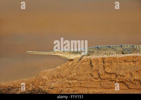 Indien, Bundesstaat Uttar Pradesh, Chambal River, Gangesgavial (Gavialis Gangeticus), auf dem Sand des Flusses Stockfoto