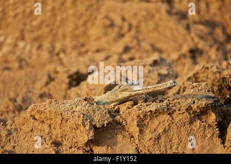 Indien, Bundesstaat Uttar Pradesh, Chambal River, Gangesgavial (Gavialis Gangeticus), auf dem Sand des Flusses Stockfoto