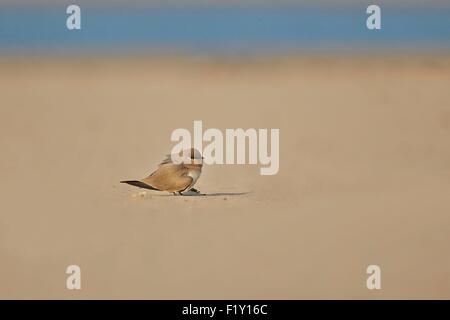 Indien, Staat Uttar Pradesh, Fluss Chambal, kleine Brachschwalbe, wenig Brachschwalbe, oder kleine indische Brachschwalbe (Glareola Lactea) Stockfoto