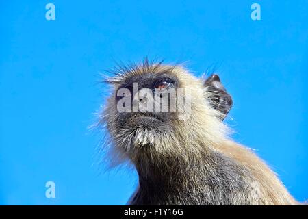 Indien, Bundesstaat Rajasthan, Ranthambore Nationalpark, Hanuman-Languren (Semnopithecus Entellus), Stockfoto