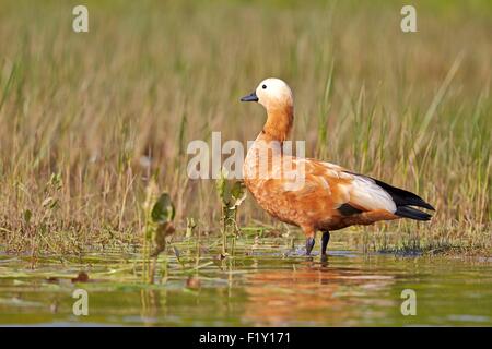 Indien, Bundesstaat Uttar Pradesh, Chambal River, Ruddy Brandgans (Tadorna Ferruginea) Stockfoto