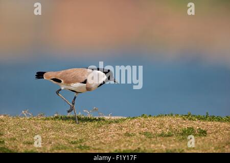 Indien, Bundesstaat Uttar Pradesh, Chambal River, Fluss Kiebitz (Vanellus Duvaucelii) Stockfoto