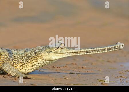 Indien, Bundesstaat Uttar Pradesh, Chambal River, Gangesgavial (Gavialis Gangeticus), auf dem Sand des Flusses Stockfoto